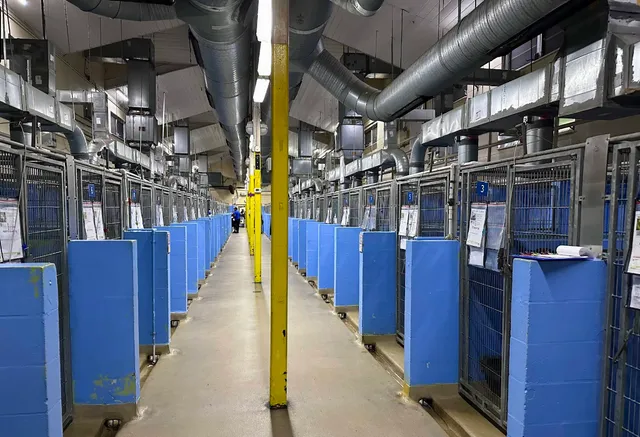 Orange County Animal Services