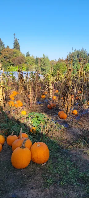 Langley Fine Gardens