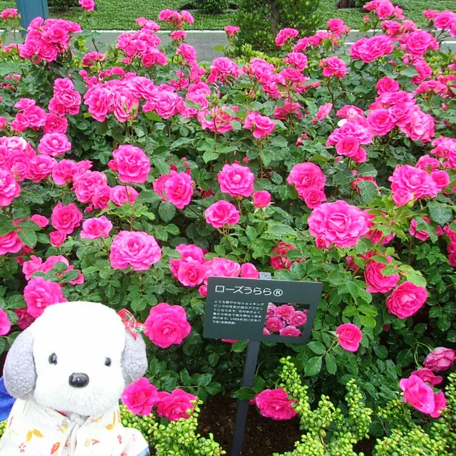 Chibaginkohonten Rose Garden