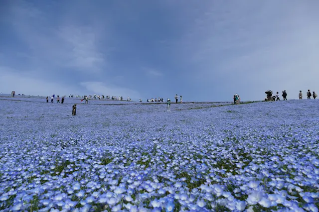 Kaihin Guchi Kaze no Gate (Seaside Entrance)