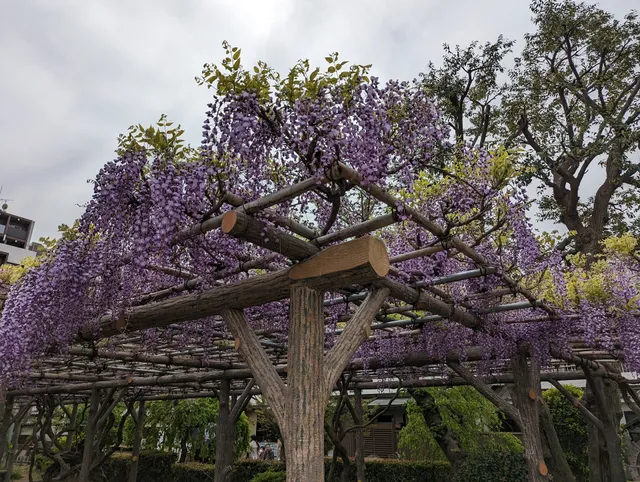 Kameido Tenjin Wisteria Frames