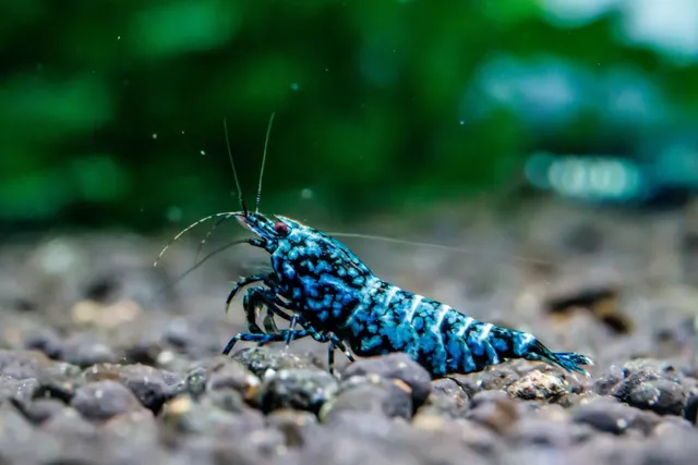 Xyz 添蝦俱樂部（香港水晶蝦專賣店）