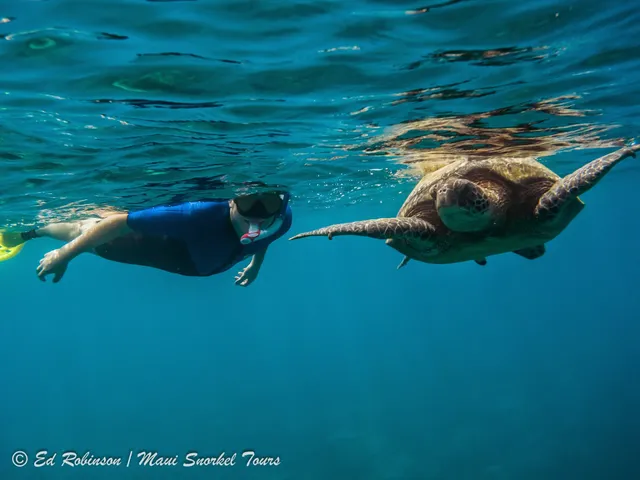Maui Snorkel Tours