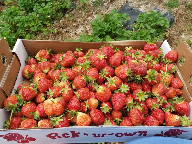 McLaughlin Strawberry Farm And Vegetables