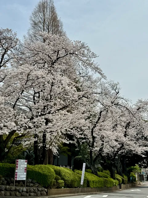 J. F. Oberlin University