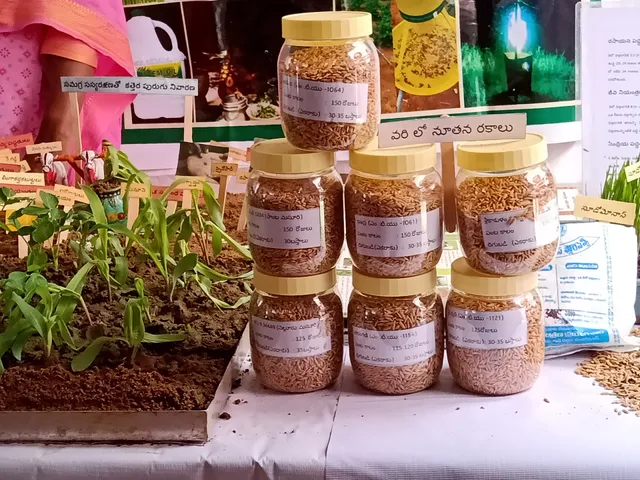 RLP Restaurant & Bar