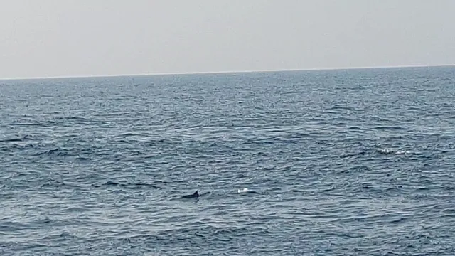 Mirissa Whale Watching