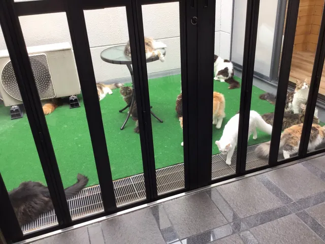 Cat Cafe Morinoneko Pato’sCafe