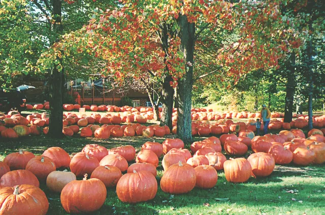 Awald Farms - Giant Pumpkin Farm
