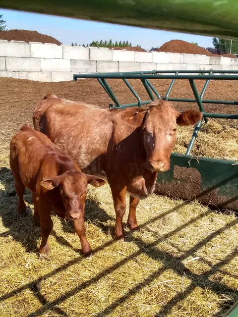 Everson Auction Market LLC