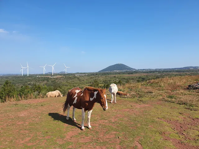 Jeju Olle Trail - Route 14-1 (Jeoji - Seogwang )
