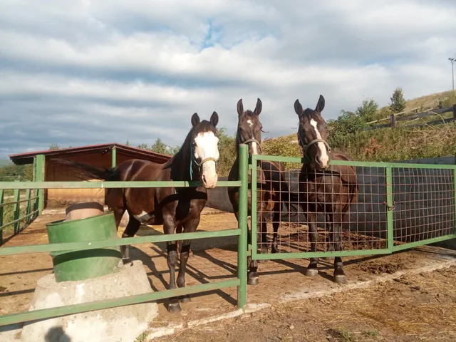 Jindřichovský dvůr