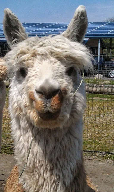 Scotia Acres Alpacas