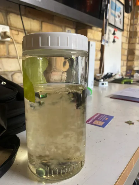 Curious Ape Mushrooms