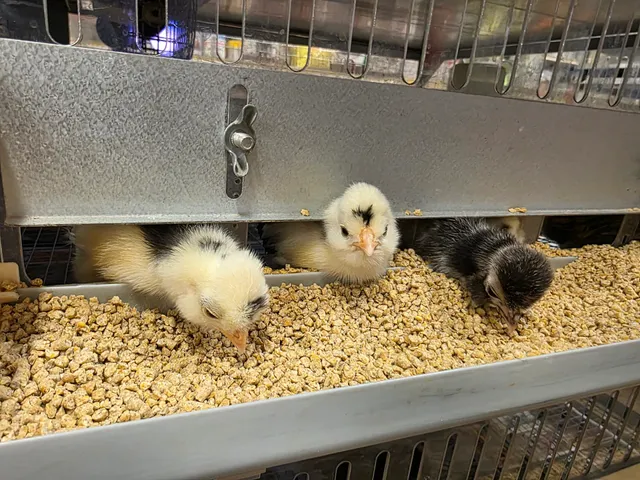 Intermountain Farmers