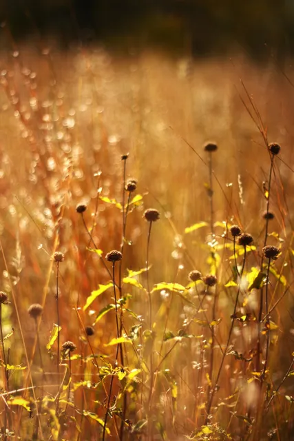 Lake Carlos State Park