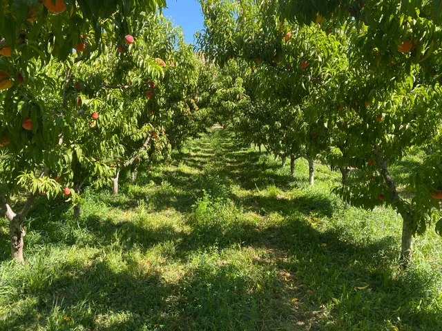 Palisade Organic Peach Ranch