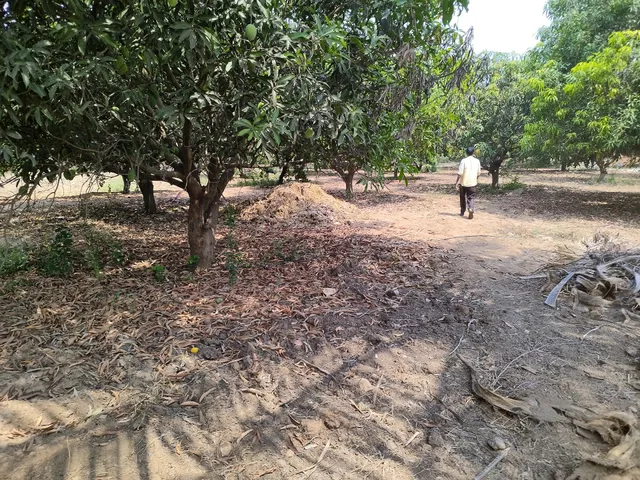 The Alphonso farm