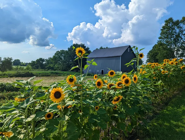 The Big Gray Barn Company