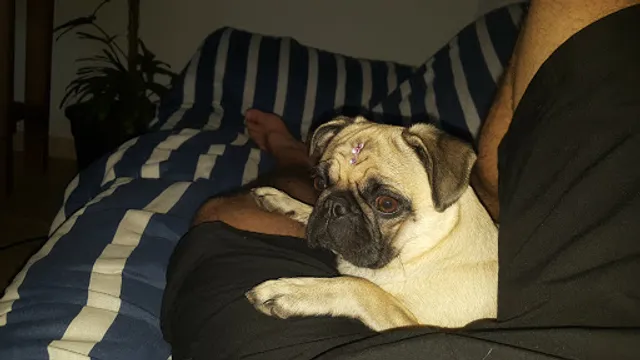 Hamburgueria Do Chefe