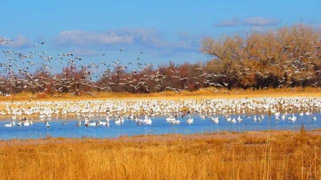 Bosque del Apache Wilderness (West)