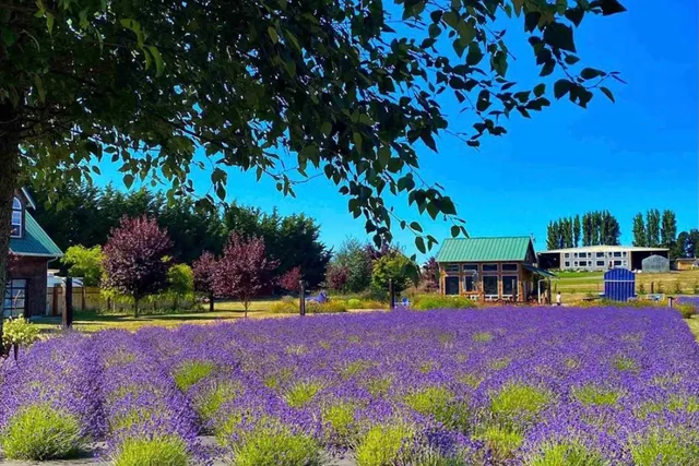 In Bloom Lavender Farms