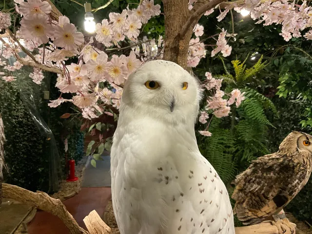 KYOTO OWL'S FOREST