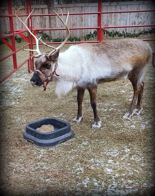 Shortsville Reindeer Farm, LLC