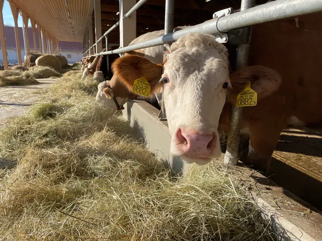 Breier Farm Élménybirtok és Bisztró