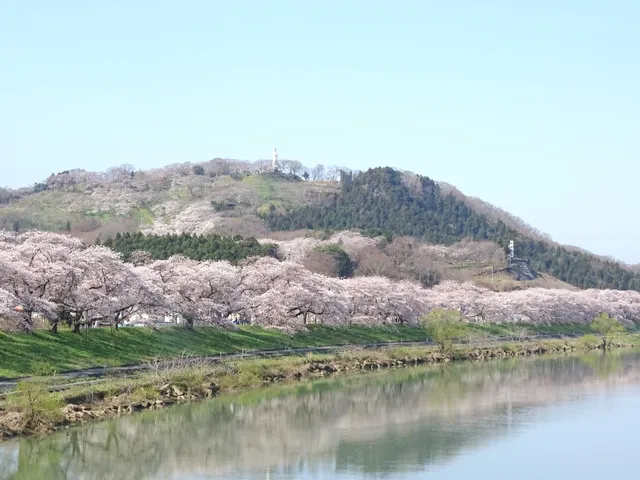 Shiroishi River Bank Senbonzakura (near Shibata Senzakura Bridge)