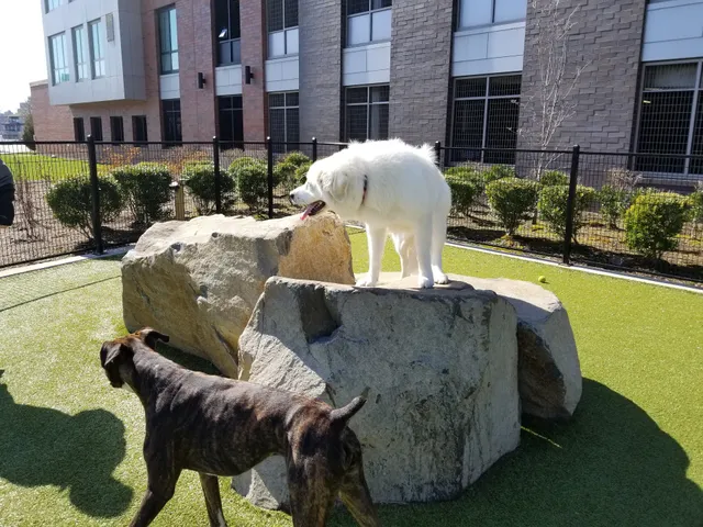 Estuary Apartment Dog Park