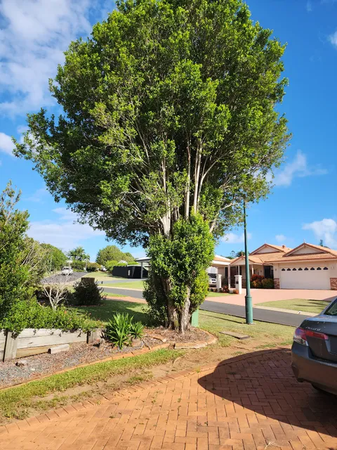 Brisbane Tree Experts | Tree Arborists