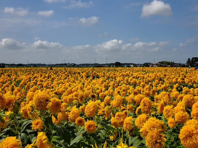 あけのひまわりフェスティバル