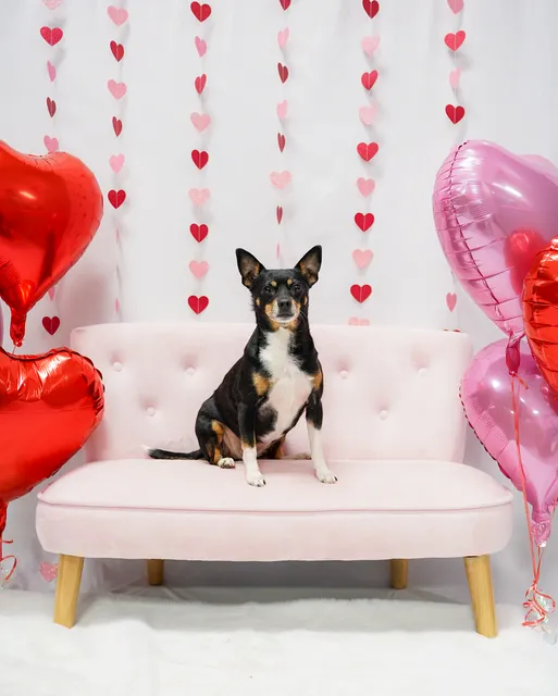 The Pooch Palace LLC