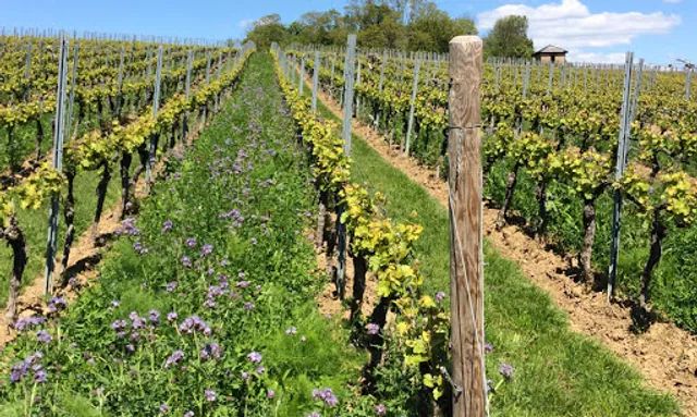 Weingut Ries Vinothek/ Weinverkauf