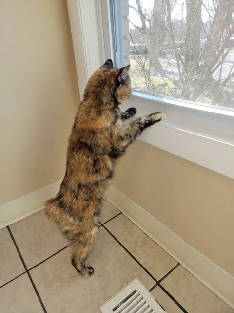 New Shackle Island Veterinary Hospital