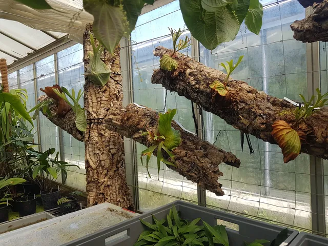 Orangerie du parc de la Tête d'Or