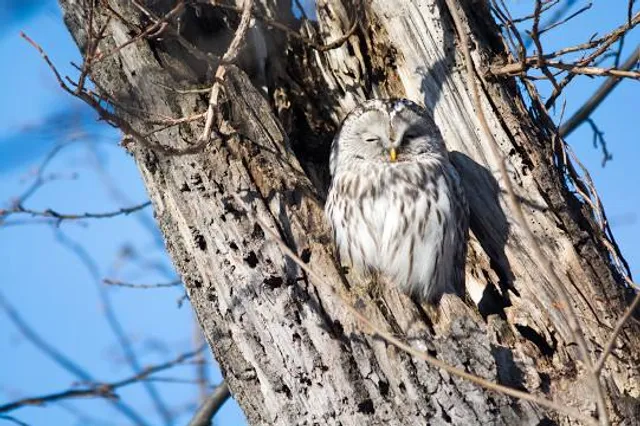 El Forestal de Villaviciosa de Odón