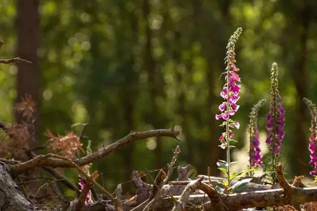 Rushmere Country Park