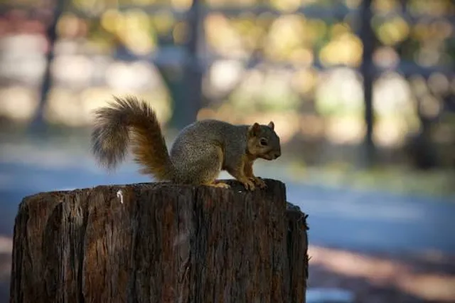 Shinn Historical Park and Arboretum