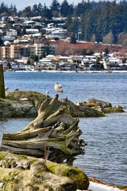 Esquimalt Lagoon