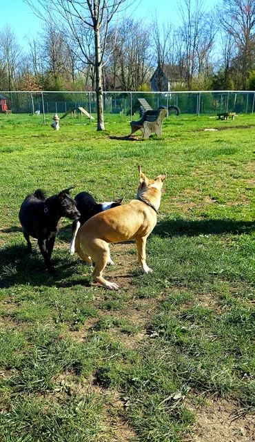 Perkasie Dog Park