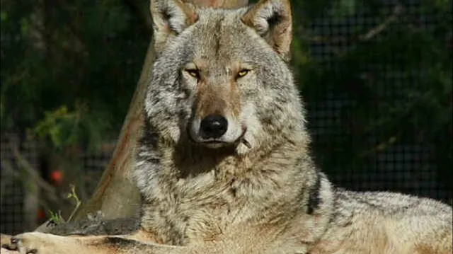 Tsitsikamma Wolf Sanctuary