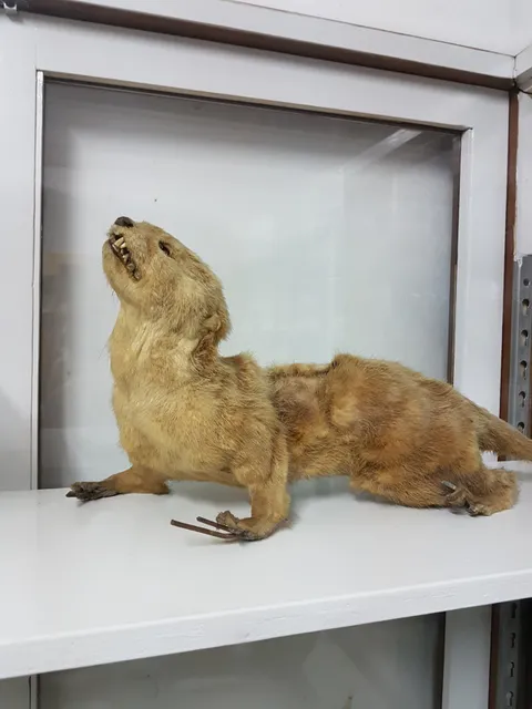 Kasetsart University Zoological Museum