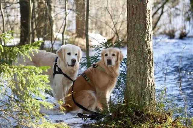 Torisevan luontopolku