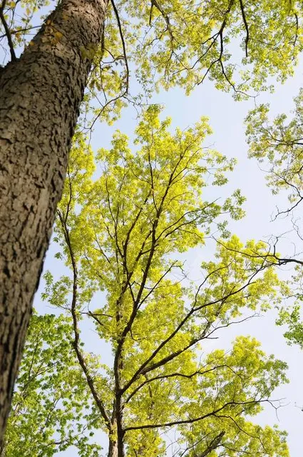 Appomattox-Buckingham State Forest