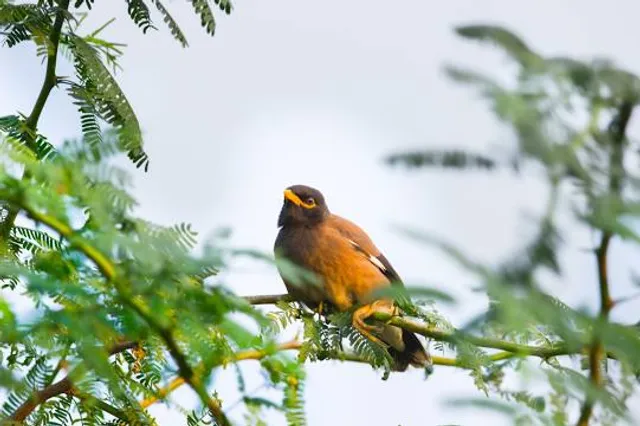 Attidiya Bird Sanctuary