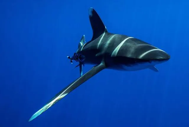 Arboretum Roure Marcel Kroenlein