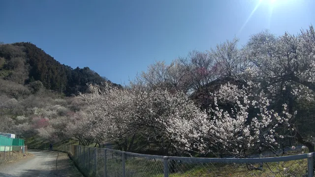 Kogesawa Plum Grove