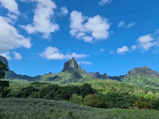Safari Mario Moorea